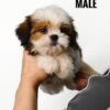 Malshih puppy for Sale in Puchong KL Malaysia