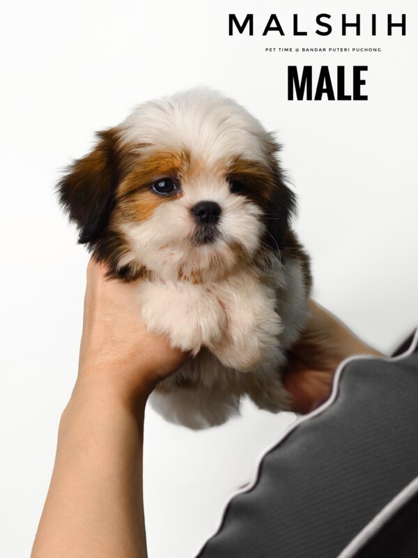 Malshih puppy for Sale in Puchong KL Malaysia