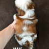 Malshih puppy for Sale in Puchong KL Malaysia