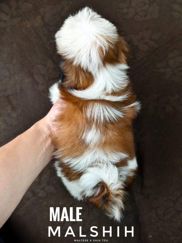Malshih puppy for Sale in Puchong KL Malaysia
