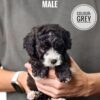 Grey Tiny Poodle puppy for Sale in Puchong KL Malaysia