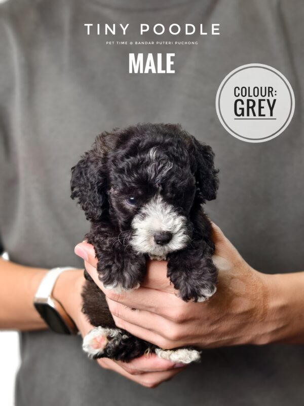 Grey Tiny Poodle puppy for Sale in Puchong KL Malaysia