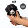 Grey Tiny Poodle puppy for Sale in Puchong KL Malaysia