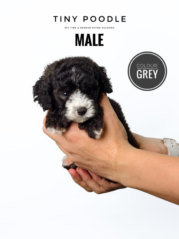Grey Tiny Poodle puppy for Sale in Puchong KL Malaysia