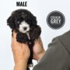 Grey Tiny Poodle puppy for Sale in Puchong KL Malaysia