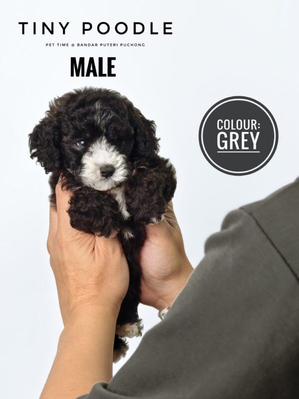 Grey Tiny Poodle puppy for Sale in Puchong KL Malaysia