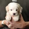 White Tiny Poodle puppy for Sale in Puchong KL Malaysia