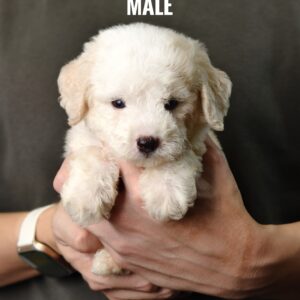 White Tiny Poodle puppy for Sale in Puchong KL Malaysia