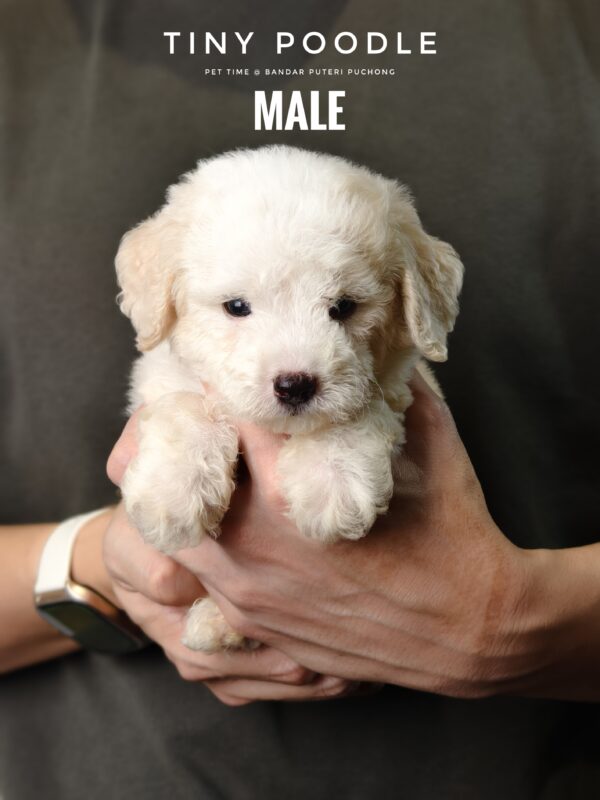 White Tiny Poodle puppy for Sale in Puchong KL Malaysia