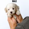 White Tiny Poodle puppy for Sale in Puchong KL Malaysia