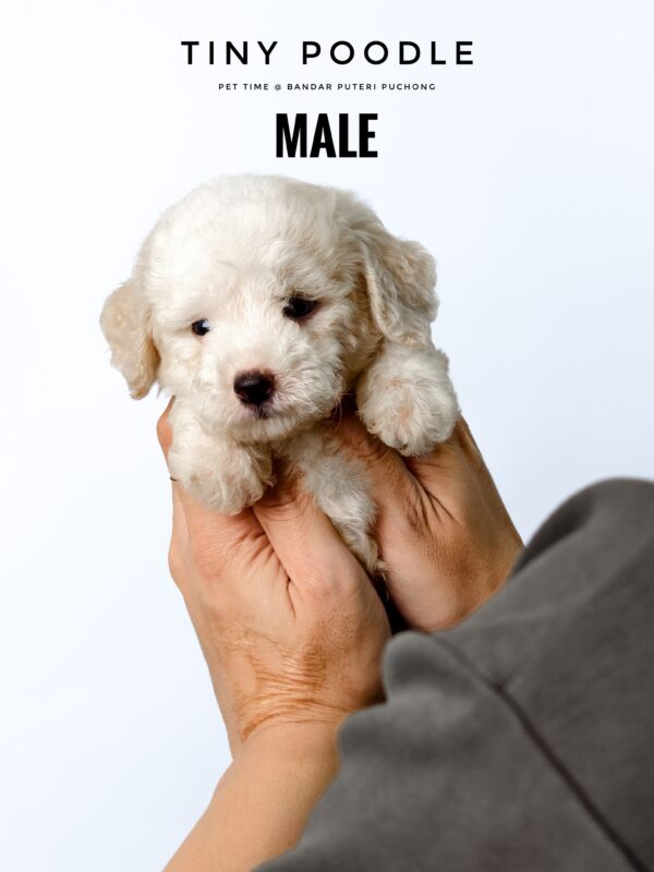 White Tiny Poodle puppy for Sale in Puchong KL Malaysia