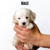 White Tiny Poodle puppy for Sale in Puchong KL Malaysia