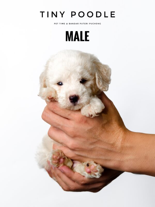 White Tiny Poodle puppy for Sale in Puchong KL Malaysia