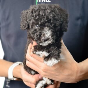 Tiny Poodle puppy for Sale in Puchong KL Malaysia