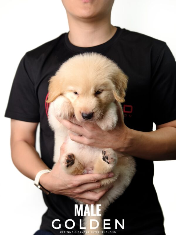 Golden Retriever puppy for Sale in Puchong KL Malaysia
