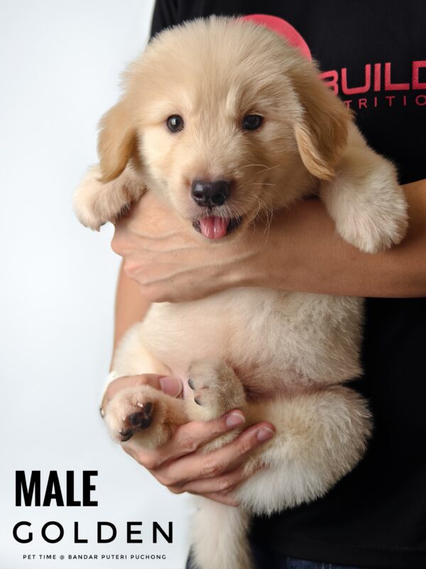 Golden Retriever puppy for Sale in Puchong KL Malaysia