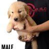 Golden Retriever puppy for Sale in Puchong KL Malaysia