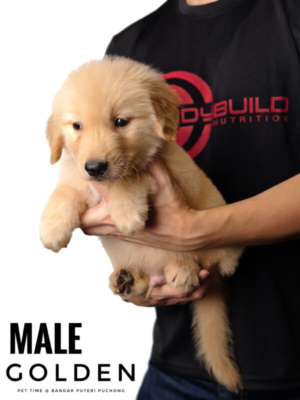 Golden Retriever puppy for Sale in Puchong KL Malaysia