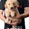 Golden Retriever puppy for Sale in Puchong KL Malaysia