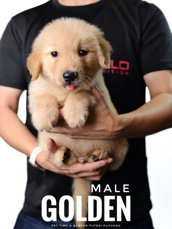 Golden Retriever puppy for Sale in Puchong KL Malaysia