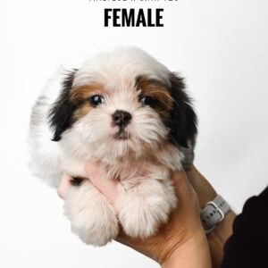 Malshih puppy for Sale in Puchong KL Malaysia