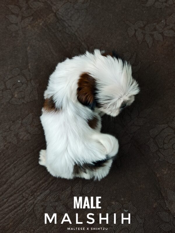 Malshih puppy for Sale in Puchong KL Malaysia