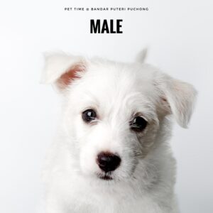 West Highland White Terrier puppy for Sale in Puchong KL Malaysia