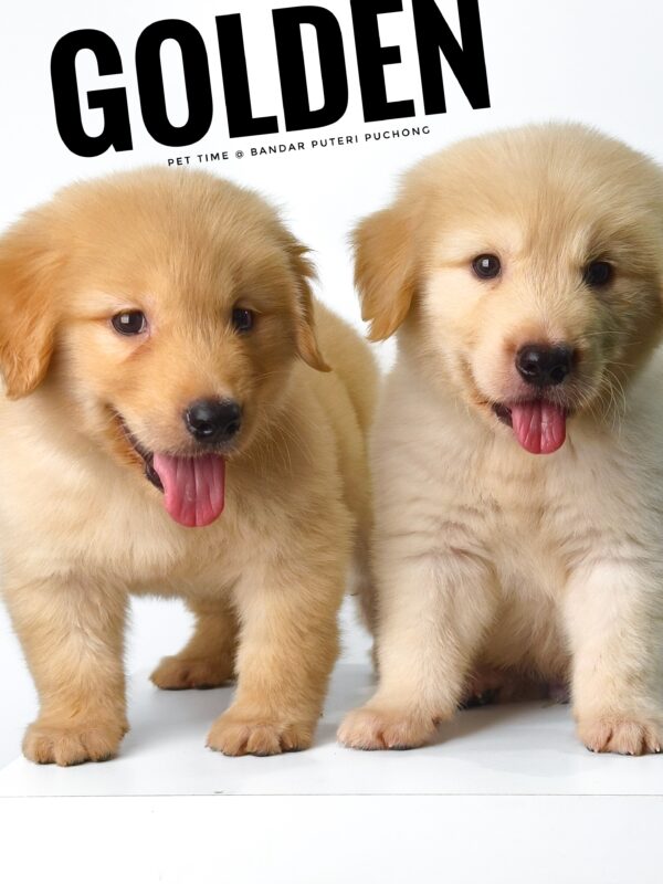 Golden Retriever puppy for Sale in Puchong KL Malaysia