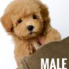 Maltipoo puppy for Sale in Puchong KL Malaysia