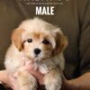 Maltipoo puppy for Sale in Puchong KL Malaysia