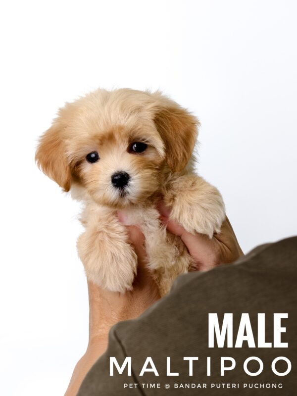 Maltipoo puppy for Sale in Puchong KL Malaysia