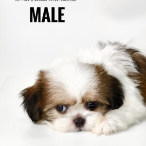 buy shih tzu puppies
