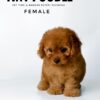 buy tiny poodle sri petaling pet shop