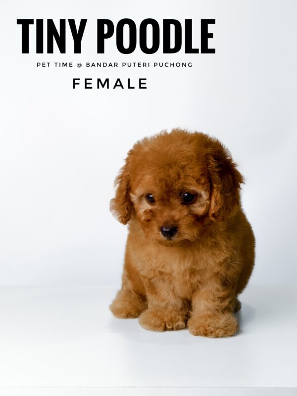 buy tiny poodle sri petaling pet shop