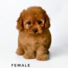 buy tiny poodle sri petaling pet shop