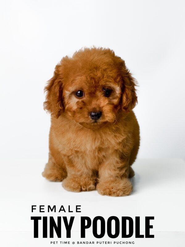 buy tiny poodle sri petaling pet shop