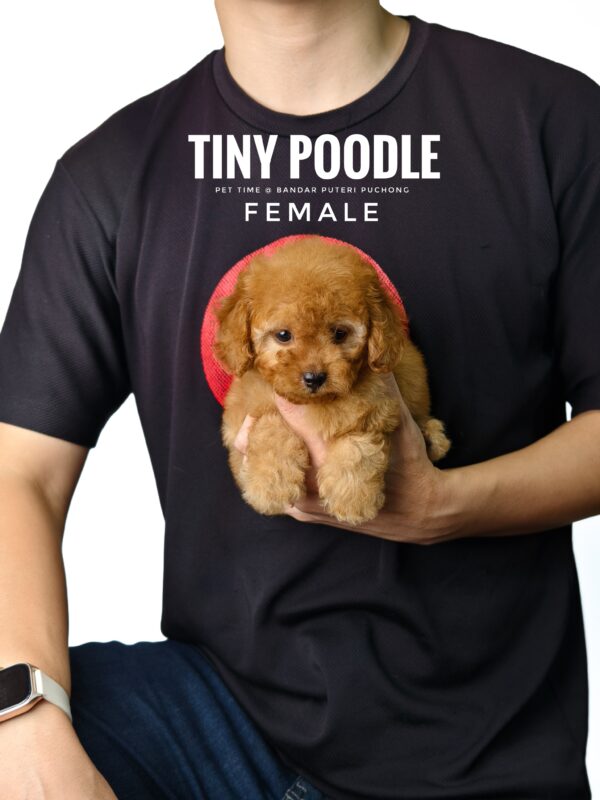 buy tiny poodle sri petaling pet shop