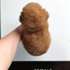 buy tiny poodle sri petaling pet shop