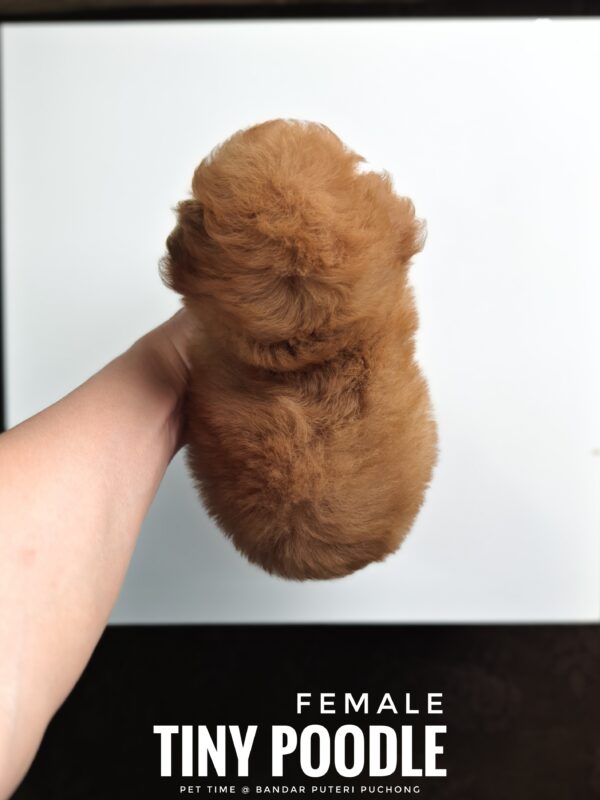 buy tiny poodle sri petaling pet shop