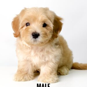 Maltipoo puppy for Sale in Puchong KL Malaysia