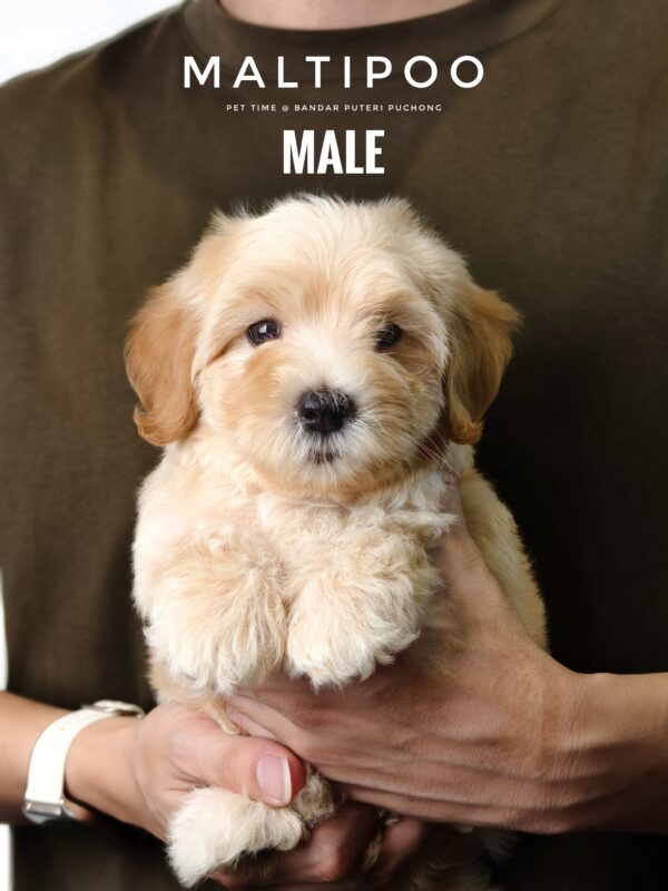 Maltipoo puppy for Sale in Puchong KL Malaysia