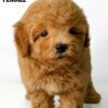 Maltipoo puppy for Sale in Puchong KL Malaysia