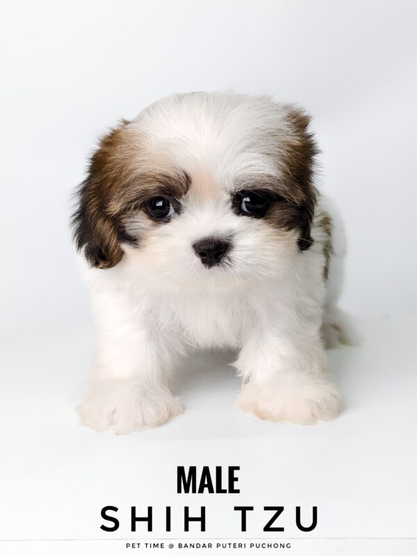 Shih Tzu for sale in Malaysia