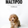 buy maltipoo puppy