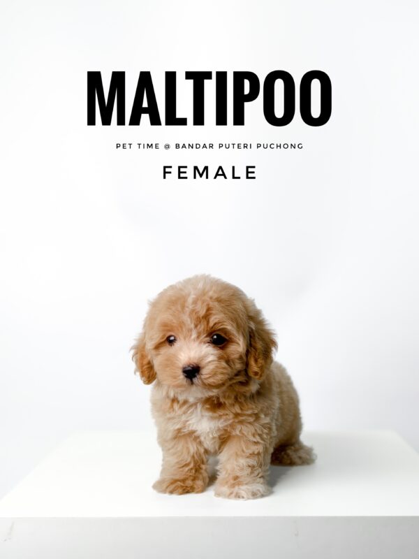 buy maltipoo puppy