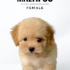 where to buy maltipoo puppy