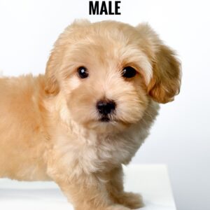 where to buy maltipoo puppy