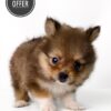 Pomeranian price