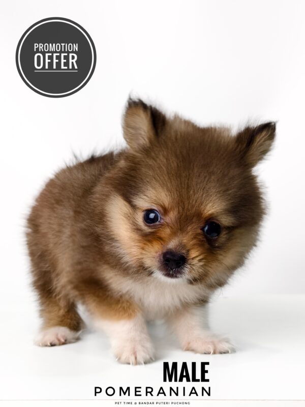 Pomeranian price