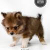 Pomeranian price